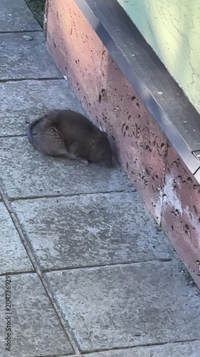 Large grey rat sitting near a house wall on city pavement