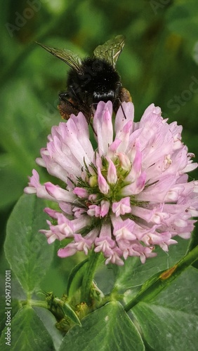 Quadro su tela bumblebee on pink flower