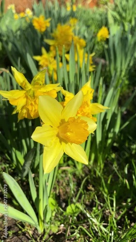 Close-up of bright yellow daffodil flowers blooming in spring garden