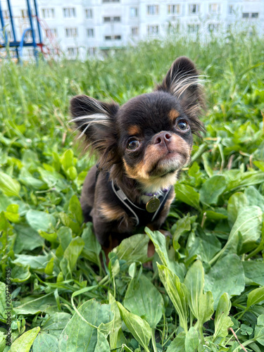 Long-haired Chihuahua Puppy in Green Grass
