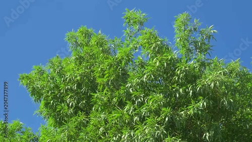 long green leaves of tree in wind, slow motion
