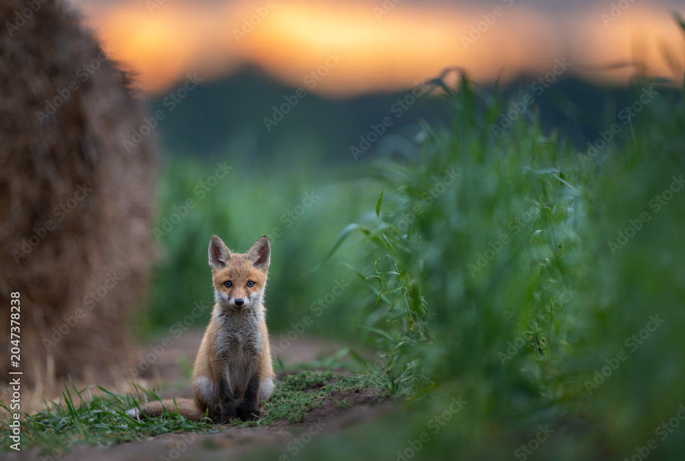 Naklejka premium Cute young red fox ( Vulpes vulpes )