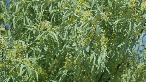 branches of flowering olive tree in wind, close-up, slow motion
