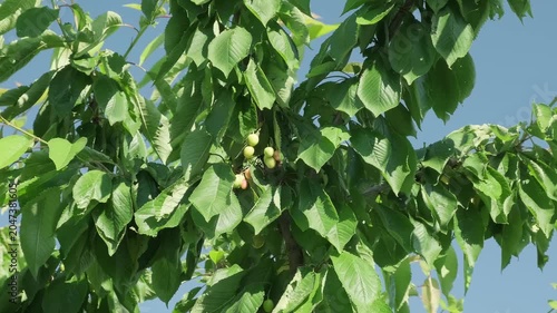 ripening cherry berries on branches among leaves, slow motion
