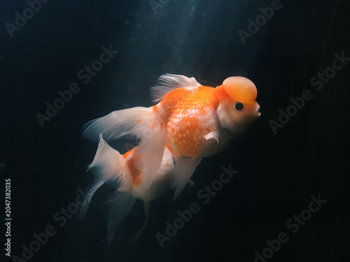 Brightly colored fancy goldfish with a distinctive head growth glides through tranquil dark water