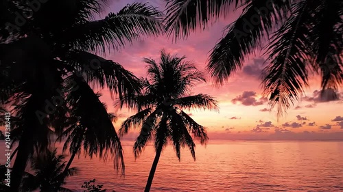 palm tree silhouette at sunset