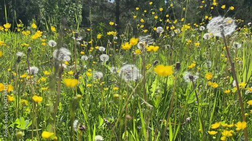 Wildflower meadow with dandelions and vibrant flowers in bright sunlight