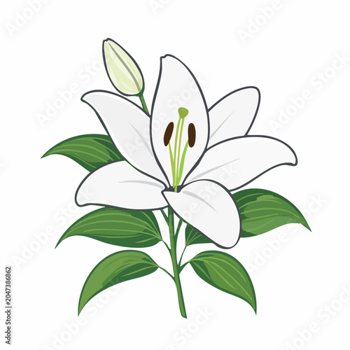 White Lily Flower Illustration with Bud and Leaves