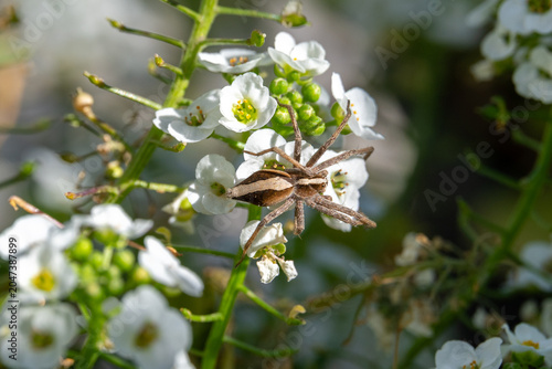 Foto Close up of a Nursery Web Spider scientific name Pisaura mirabilis on the tiny flowers of Sweet Alyssum scientific name Lobularia maritima in Israel