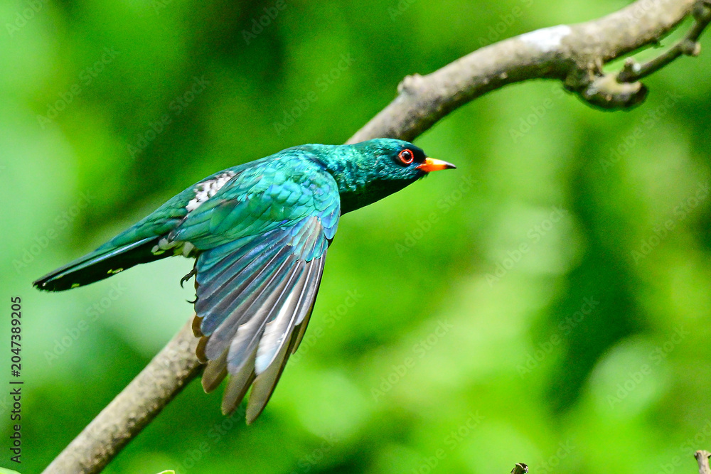 Obraz premium blue bird on a branch