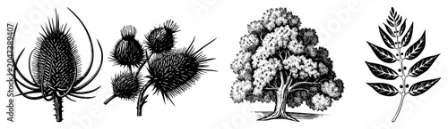 Detailed black ink botanical studies featuring prickly teasel heads, wild cardoon stems, a lush deciduous tree, and a pinnate leaf arrangement. These woodcut style elements capture nature.