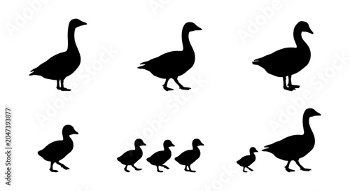 Obraz na płótnie Black Goose and Duckling Silhouettes Vector Set, Farm Animal Icons, Wildfowl Gra