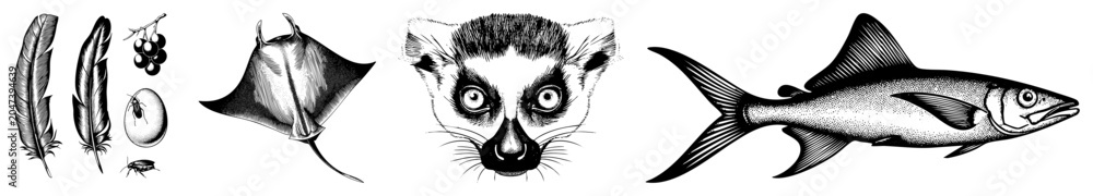 Obraz premium Detailed ink sketches featuring a ring tailed lemur, a stingray, a fish, and feathers. This collection of nature studies includes a sea devil, ocean dweller, and various avian bits.