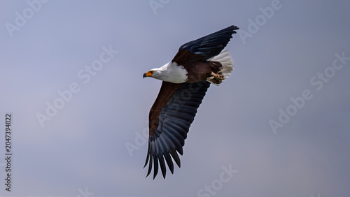 american bald eagle