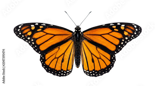 Canvastavla Monarch Butterfly with Bright Orange Wings, Black Veins, and White Spots, Iconic