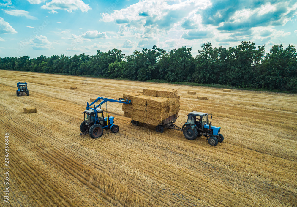 Obraz premium Farmers working together to collect hay bales using tractors in a sunlit field during late summer