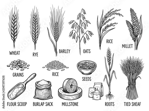 Hand drawn ink sketch of wheat, rye, barley, oats, rice, flour sack and scoop, isolated on white background