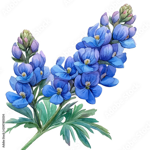 Obraz na płótnie watercolor of Aconite Branch vector, isolated on a white background