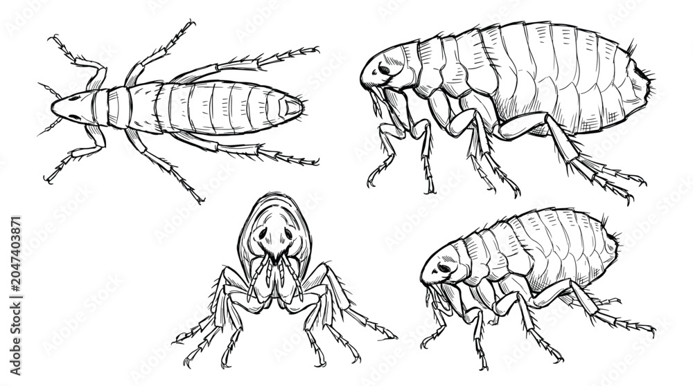 Fototapeta premium A detailed black and white illustration showcasing the anatomy of fleas from various angles, including a larval stage.