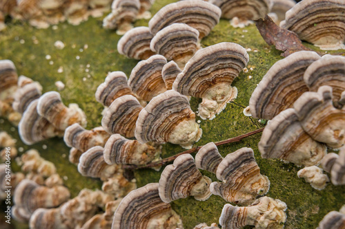 Fotografía closeup of turkey tail mushrooms - Trametes versicolor