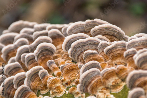 Photos closeup of turkey tail mushrooms - Trametes versicolor