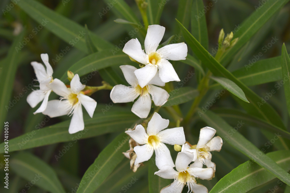 Fototapeta premium Nerium oleander in bloom, White siplicity bunch of flowers and green leaves on branches, Nerium Oleander shrub white flowers, ornamental shrub branches in daylight, bunch of flowers closeup