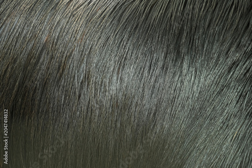Φωτογραφία The intricacy of Casanova's feathers texture