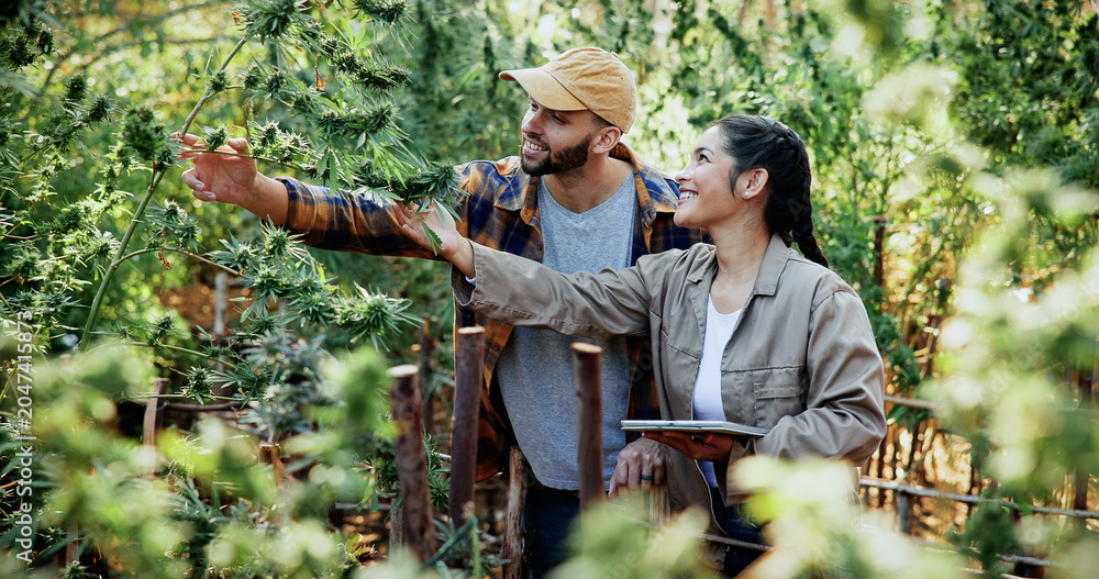 Fototapeta premium Team, farm and tablet for inspection with marijuana, production or hemp for sustainability. Agriculture, small business or cultivator people with tech for cannabis, harvest or startup for eco textile