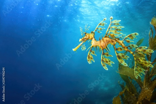 Leafy Seadragon in Blue Water With Copy Space
