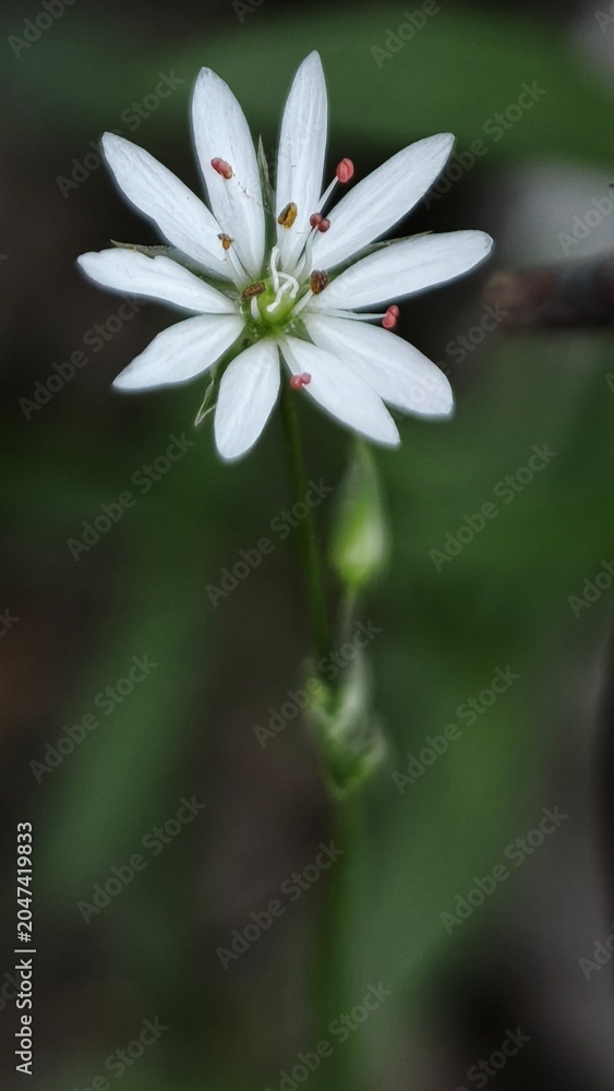Fototapeta premium wild white flower on green background