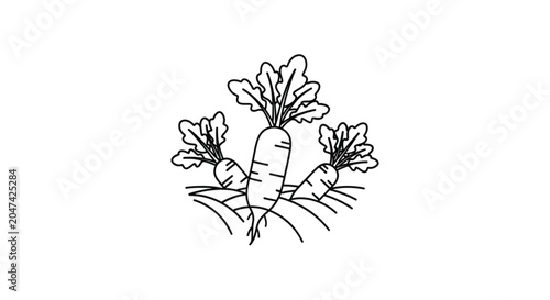 Fresh Carrots with Green Leaves.