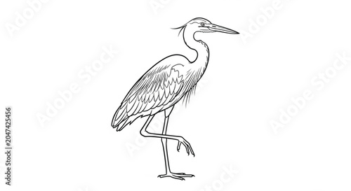 Large Grey Heron Bird Standing Alone.