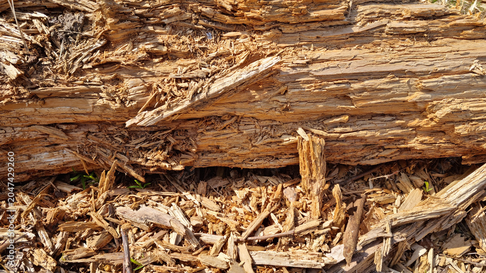 Fototapeta premium close-up of a broken tree trunk for the background. Selective focus