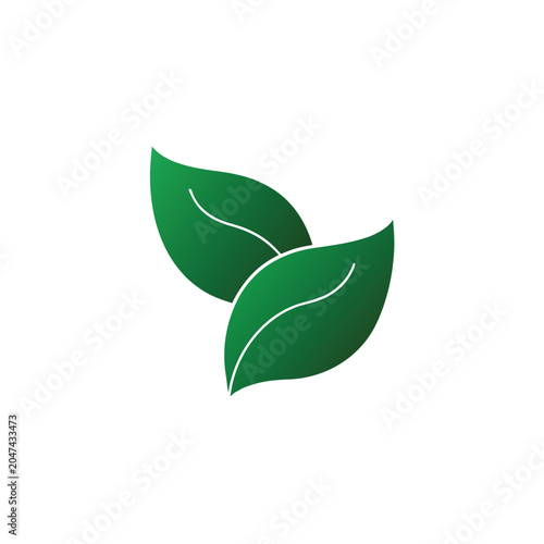 green leaves isolated on white background