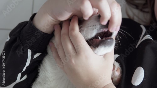 A playful Pembroke Welsh Corgi puppy happily spends time with a child at home, displaying friendliness, fun, and warmth in a cozy home environment. Pet concept.