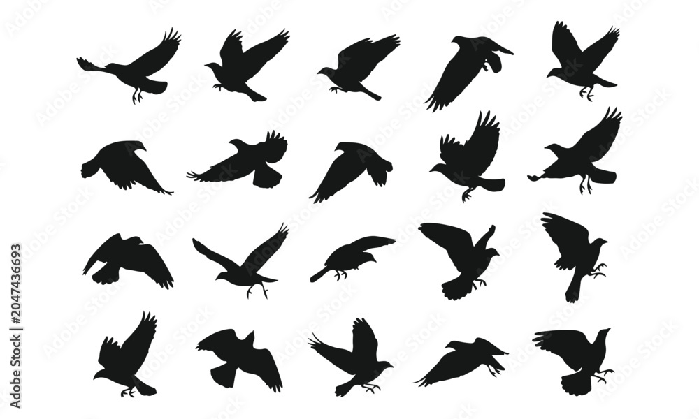 Fototapeta premium Bird Silhouettes Flying and Landing Isolated on White Background