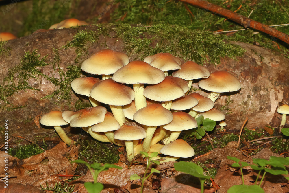 Fototapeta premium Pilz Grünblättriger Schwefelkopf, Hypholoma fasciculare