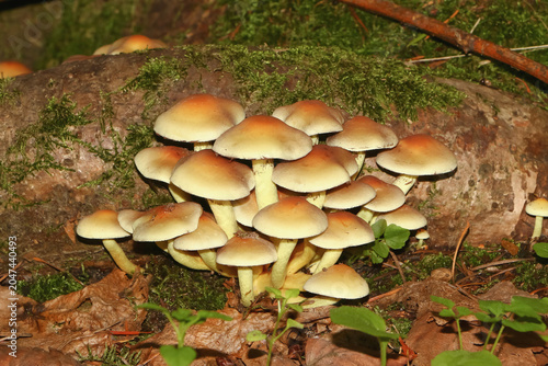 Pilz Grünblättriger Schwefelkopf, Hypholoma fasciculare