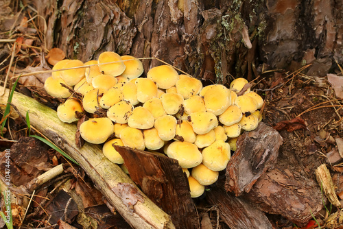 Pilz Graublättriger Schwefelkopf, Hypholoma capnoides