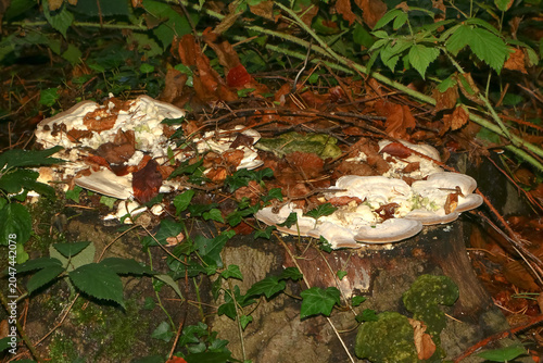 Pilz Weißer Porling auf einem Baumstamm, Oligoporus guttulatus 