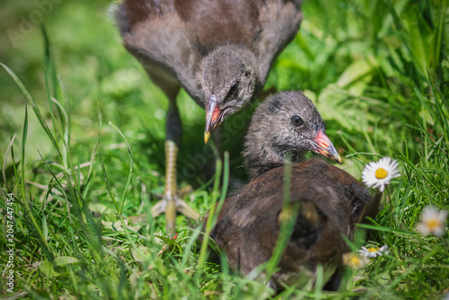 Two juvenile moorhens allopreening each other in lush green foliage next to the Wendover Arm of Grand Union Canal in Buckinghamshire, England