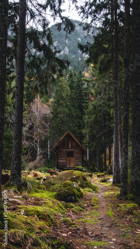 Rustic Wooden Cabin Nestled Among Tall Evergreen Trees in Mossy Mountain Forest