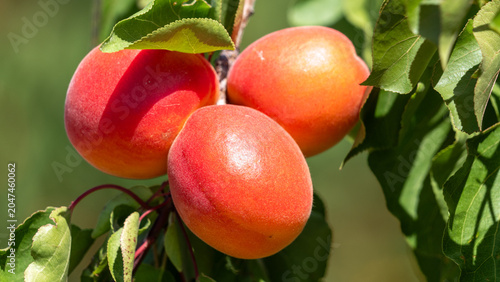 red apricots from Roussillon on a branch