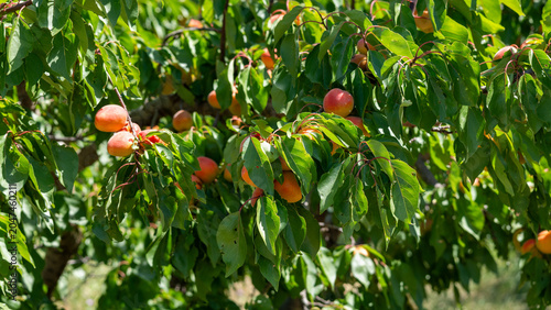 red apricots from Roussillon on a branch
