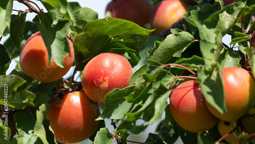 red apricots from Roussillon on a branch
