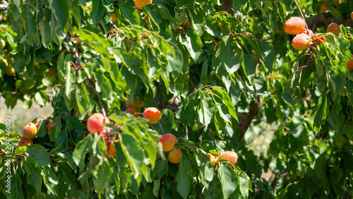 red apricots from Roussillon on a branch