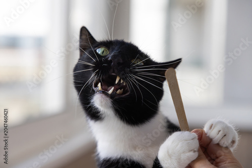 Playful black and white tuxedo cat biting a wooden nail file held by a woman's hand indoors