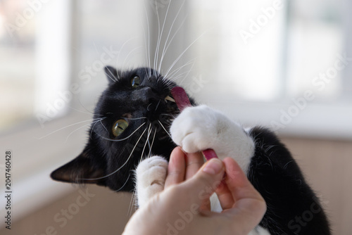 Playful black and white tuxedo cat biting a wooden nail file held by a woman's hand indoors