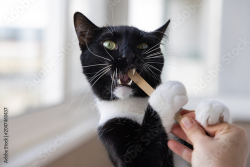 Playful black and white tuxedo cat biting a wooden nail file held by a woman's hand indoors