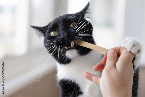 Playful black and white tuxedo cat biting a wooden nail file held by a woman's hand indoors